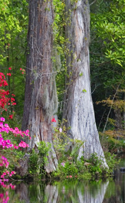 Georgia Cypress for log homes